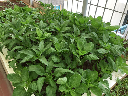 Vườn rau 50m2 ăn không xuể của bà mẹ Hà thành - 10