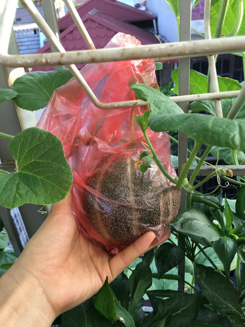 Vườn rau 50m2 ăn không xuể của bà mẹ Hà thành - 4