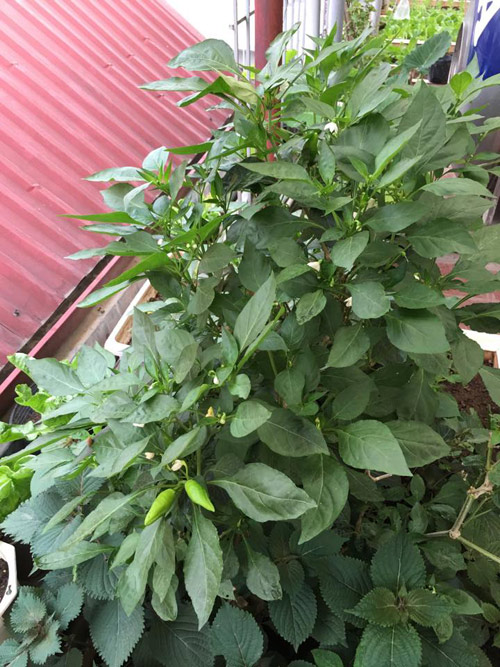 Vườn rau 50m2 ăn không xuể của bà mẹ Hà thành - 2