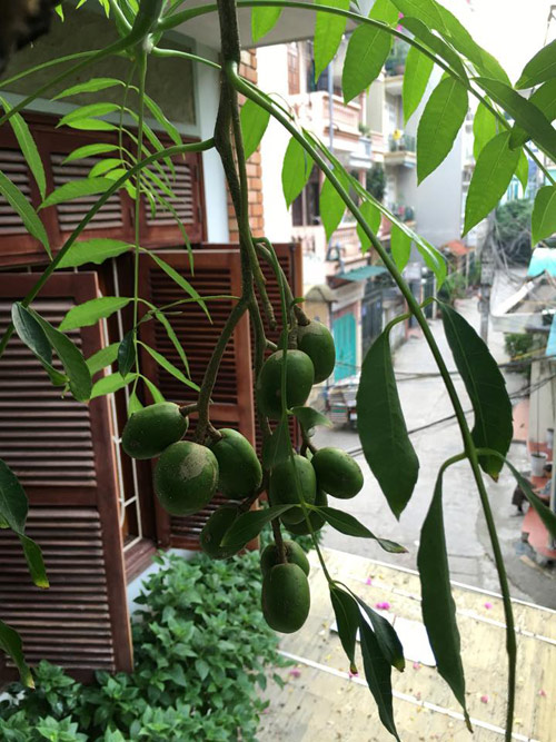 Vườn rau 50m2 ăn không xuể của bà mẹ Hà thành - 5