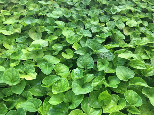 Vườn rau 50m2 ăn không xuể của bà mẹ Hà thành - 13