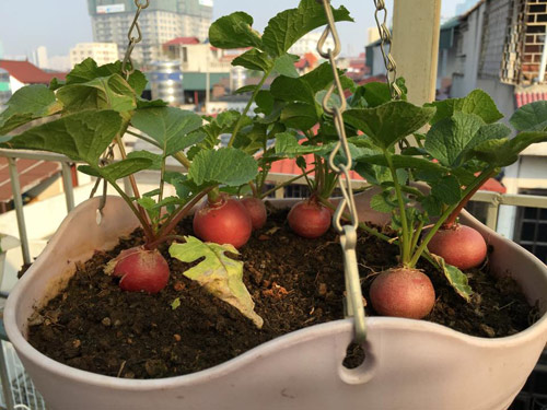 Vườn rau 50m2 ăn không xuể của bà mẹ Hà thành - 14