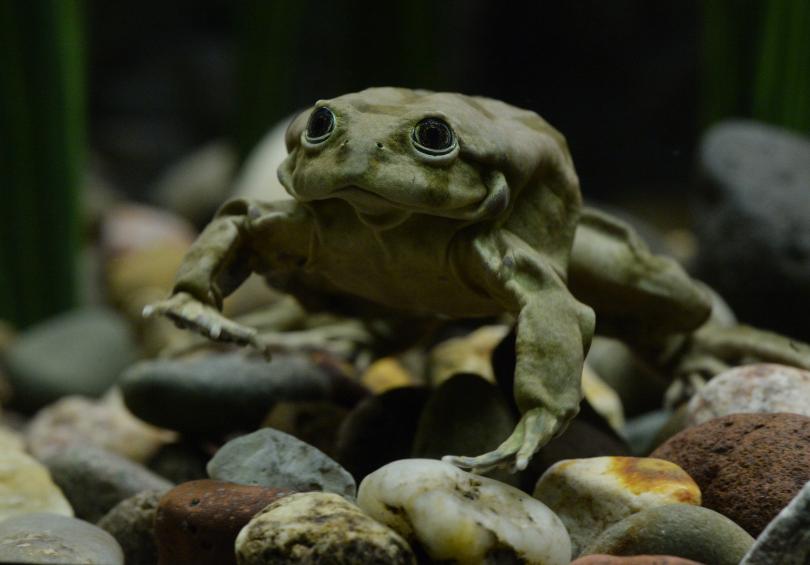 10.000 con ếch quý hiếm chết đột ngột ở Peru - 1