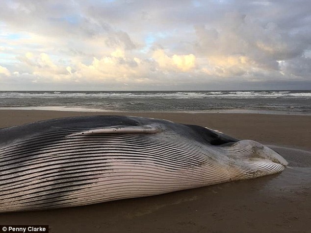 Cá voi lưng xám khổng lồ 12m dạt bờ biển nước Anh - 4