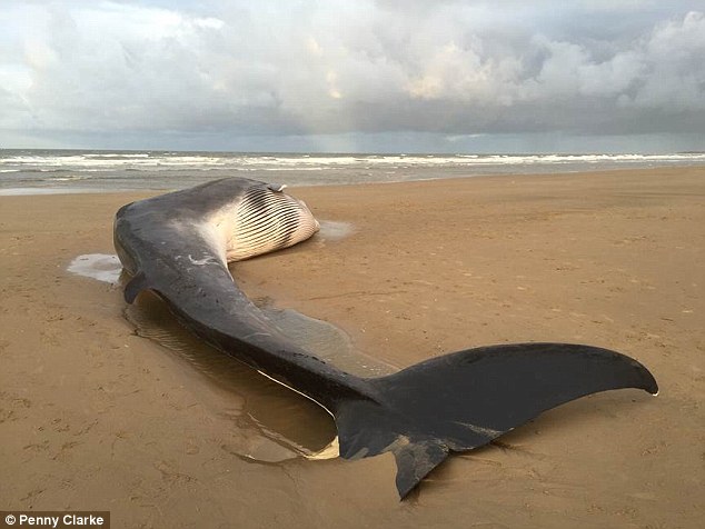 Cá voi lưng xám khổng lồ 12m dạt bờ biển nước Anh - 1