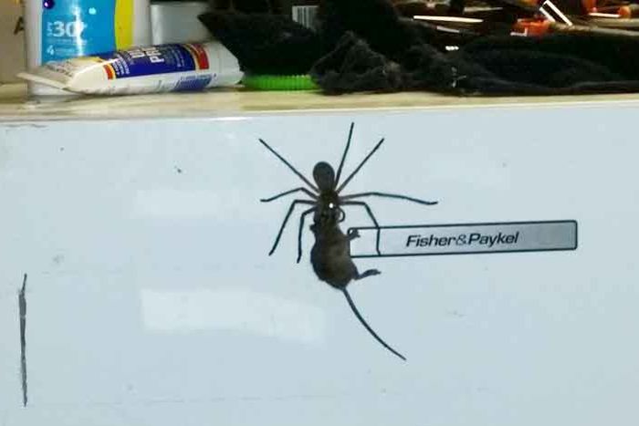 Hoảng hốt khi thấy nhện thợ săn khổng lồ tha chuột trên tủ lạnh - 1