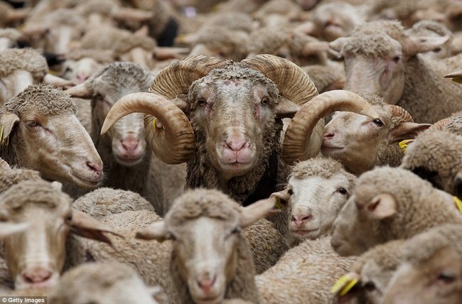 Hàng trăm con cừu diễu hành ở thủ đô Tây Ban Nha - 3