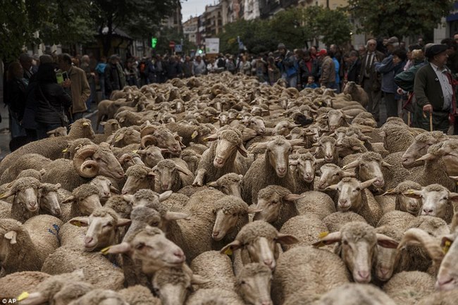 Hàng trăm con cừu diễu hành ở thủ đô Tây Ban Nha - 4