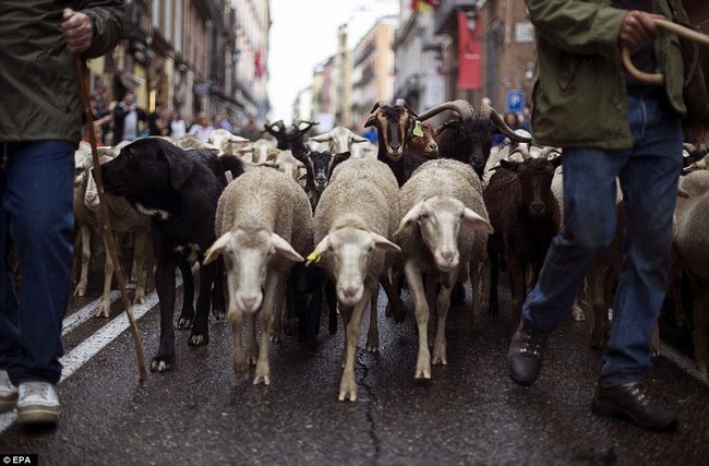 Hàng trăm con cừu diễu hành ở thủ đô Tây Ban Nha - 1
