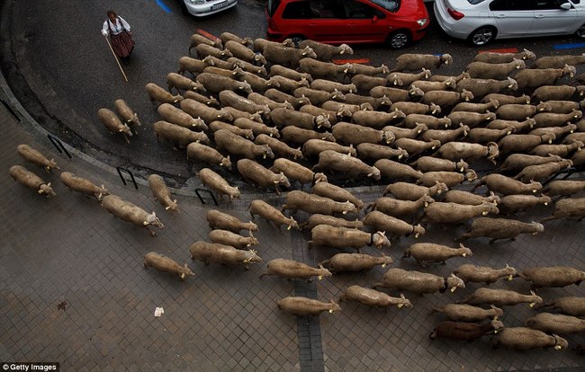 Hàng trăm con cừu diễu hành ở thủ đô Tây Ban Nha - 8