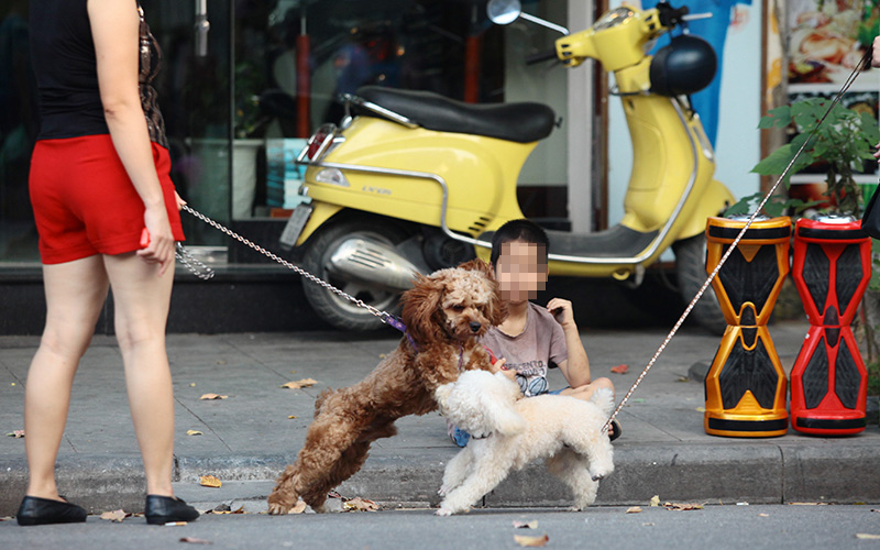 Cấm chó ở phố đi bộ: Chủ nhét chó vào túi để qua chốt - 9