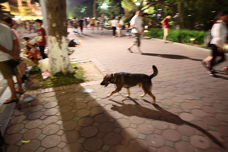 Cấm chó ở phố đi bộ: Chủ nhét chó vào túi để qua chốt - 13