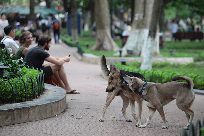 Cấm chó ở phố đi bộ: Chủ nhét chó vào túi để qua chốt - 11
