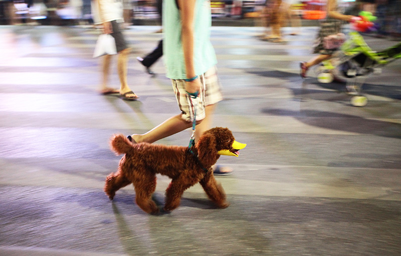 Cấm chó ở phố đi bộ: Chủ nhét chó vào túi để qua chốt - 14