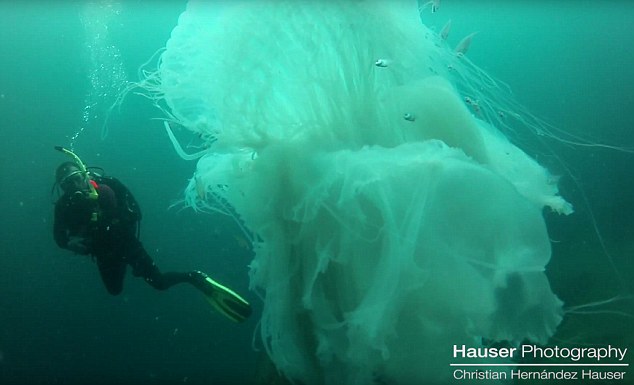 Thợ lặn gặp sứa khổng lồ to hơn người cực hiếm - 1
