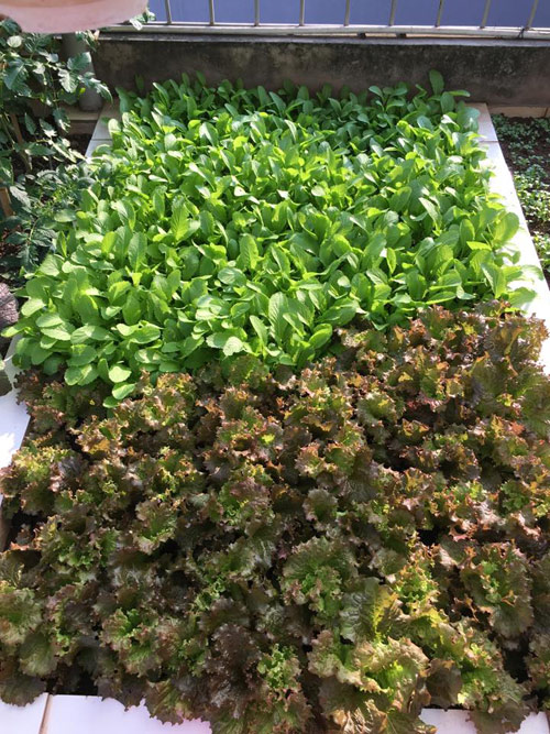 Vườn rau 50m2 ăn không xuể của bà mẹ Hà thành - 3