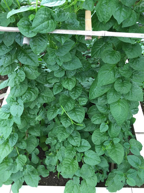 Vườn rau 50m2 ăn không xuể của bà mẹ Hà thành - 6