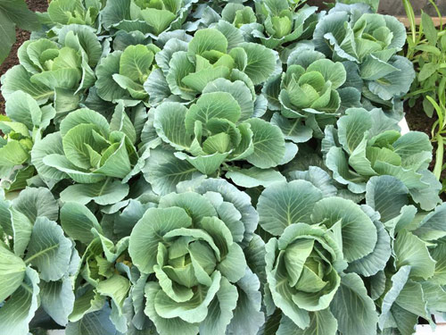 Vườn rau 50m2 ăn không xuể của bà mẹ Hà thành - 9