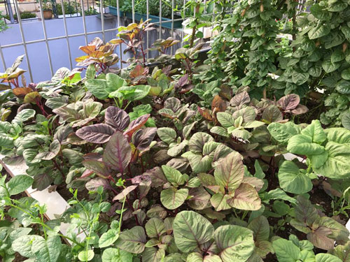 Vườn rau 50m2 ăn không xuể của bà mẹ Hà thành - 12