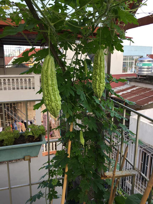 Vườn rau 50m2 ăn không xuể của bà mẹ Hà thành - 3