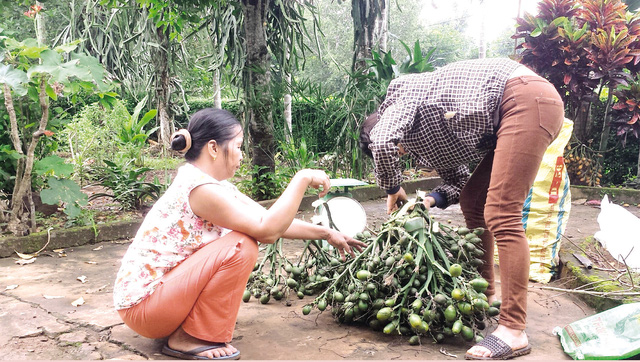 Quảng Trị: “Mua 1 bán 3”, nhà nhà buôn cau - 1