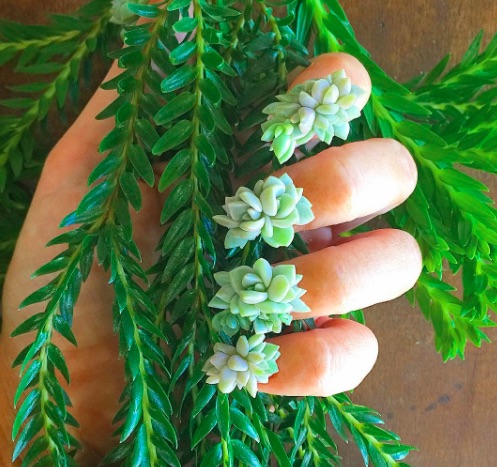 Rộ mốt mới trồng cây trên móng tay - 3