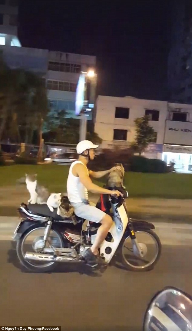 Báo Anh kinh ngạc thanh niên VN đi xe máy chở 4 chú mèo - 1