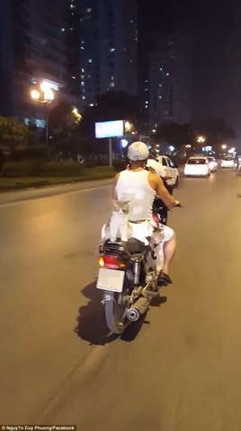 Báo Anh kinh ngạc thanh niên VN đi xe máy chở 4 chú mèo - 2