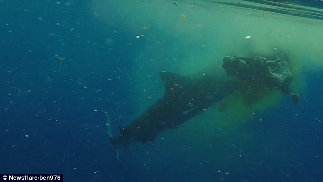 Video: Cá mập hổ dài 5 mét xé xác bò ở Ấn Độ Dương - 1
