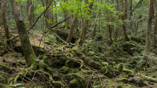 Rừng Aokigahara, hay còn được gọi là rừng tự sát, nằm dưới chân núi Phú Sĩ ở Nhật Bản. Nơi đây đã chứng kiến hơn 500 người tự sát từ năm 1950 tới nay.