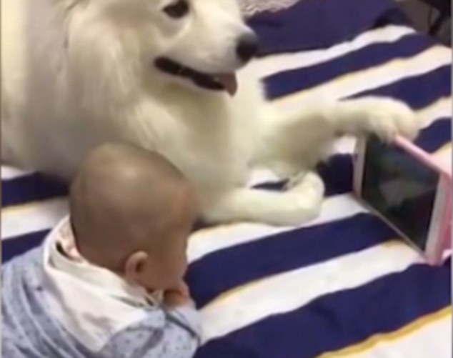 Chó ung dung cầm điện thoại cho bé sơ sinh xem hoạt hình - 1