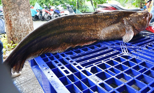 Tận thấy cá “khủng”, phải 3 người khiêng ở Sài Gòn - 3