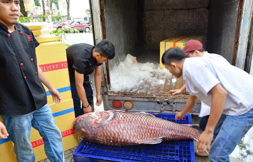 Tận thấy cá “khủng”, phải 3 người khiêng ở Sài Gòn - 1