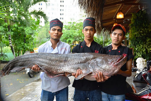 Tận thấy cá “khủng”, phải 3 người khiêng ở Sài Gòn - 4