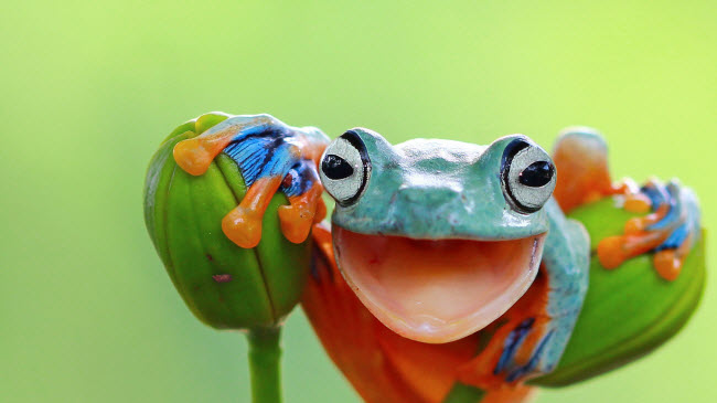 Loài ếch bay thường sống trong các khu rừng ở Trung Quốc và Indonesia, với khả năng lướt 12m trên không. Chúng có màu sắc sặc sỡ bao gồm xanh da trời, cam và xanh lá cây.