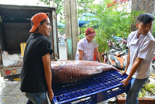 Mua cặp cá quý của sông Mê Kông giá 200 triệu đồng - 2
