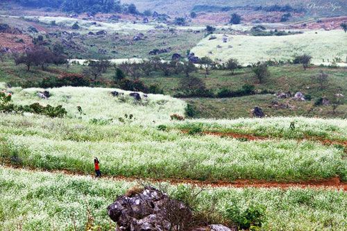 Mùa Thu ở cao nguyên Mộc Châu - 3