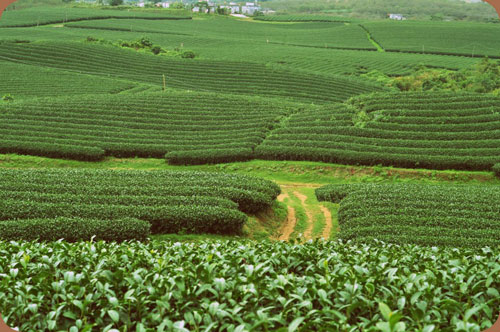 Mùa Thu ở cao nguyên Mộc Châu - 5