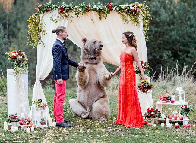 Cặp đôi làm đám cưới cùng gấu nâu nặng gần tạ rưỡi - 1