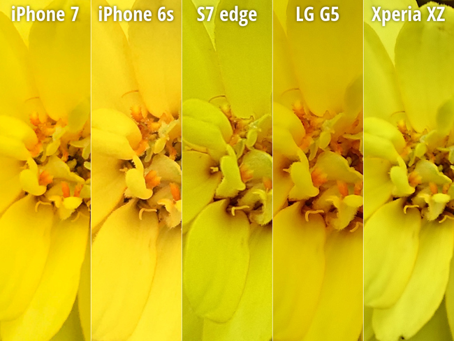 Ảnh chụp hoa một màu duy nhất: iPhone 7 được 8.0 điểm; iPhone 6s được 8.0 điểm; LG G5 được 7.0 điểm; Sony Xperia XZ được 6.5 điểm; Galaxy S7 edge chỉ là 5.0 điểm