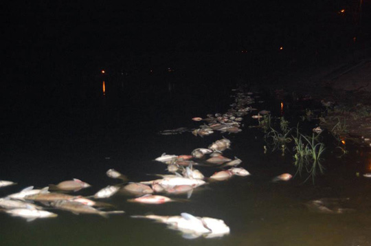Cá hồ Linh Đàm chết do &#34;mưa nắng thất thường&#34; - 1