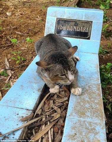 Mèo cả năm nằm trông mộ chủ suốt ngày đêm ở Indonesia - 1