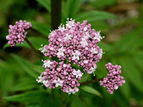 Vì sao phụ nữ sau 35 hay bị giảm thời gian ngủ, mất ngủ? - 3