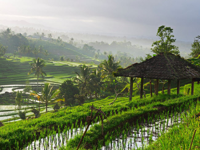Du khách sẽ có trải nghiệm khó quên khi một mình thả hồn giữa không gian tĩnh lặng ở Ubud, Bali, Indonesia. Ngoài phong cảnh đep, thị trấn này còn nổi tiếng với dịch vụ spa hàng đầu thế giới.
