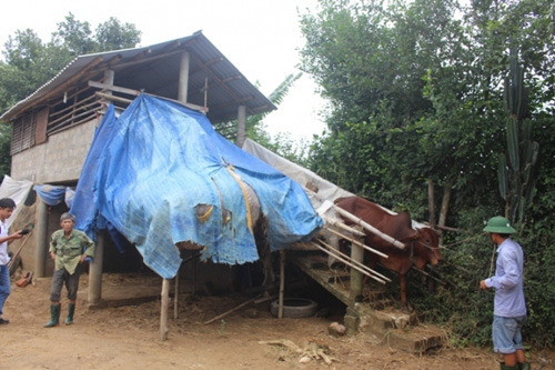 Xem "nhà lầu" tránh lũ cho trâu bò ở Quảng Trị - 2