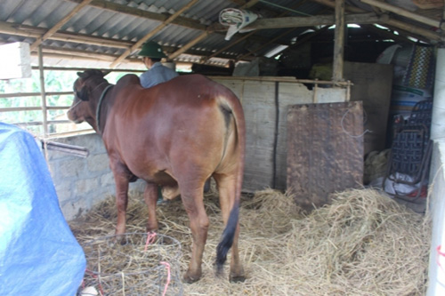 Xem "nhà lầu" tránh lũ cho trâu bò ở Quảng Trị - 3