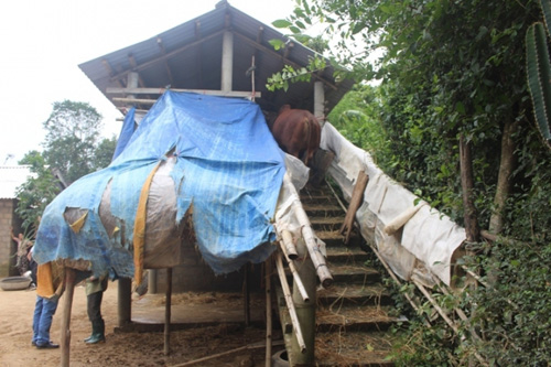 Xem "nhà lầu" tránh lũ cho trâu bò ở Quảng Trị - 4