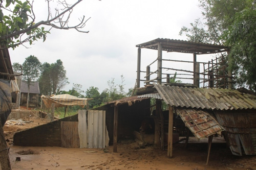 Xem "nhà lầu" tránh lũ cho trâu bò ở Quảng Trị - 7