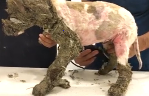 Chú cho bị chủ bôi keo đầy lông rồi nhúng xuống bùn - 2