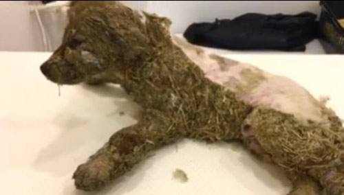 Chú cho bị chủ bôi keo đầy lông rồi nhúng xuống bùn - 3